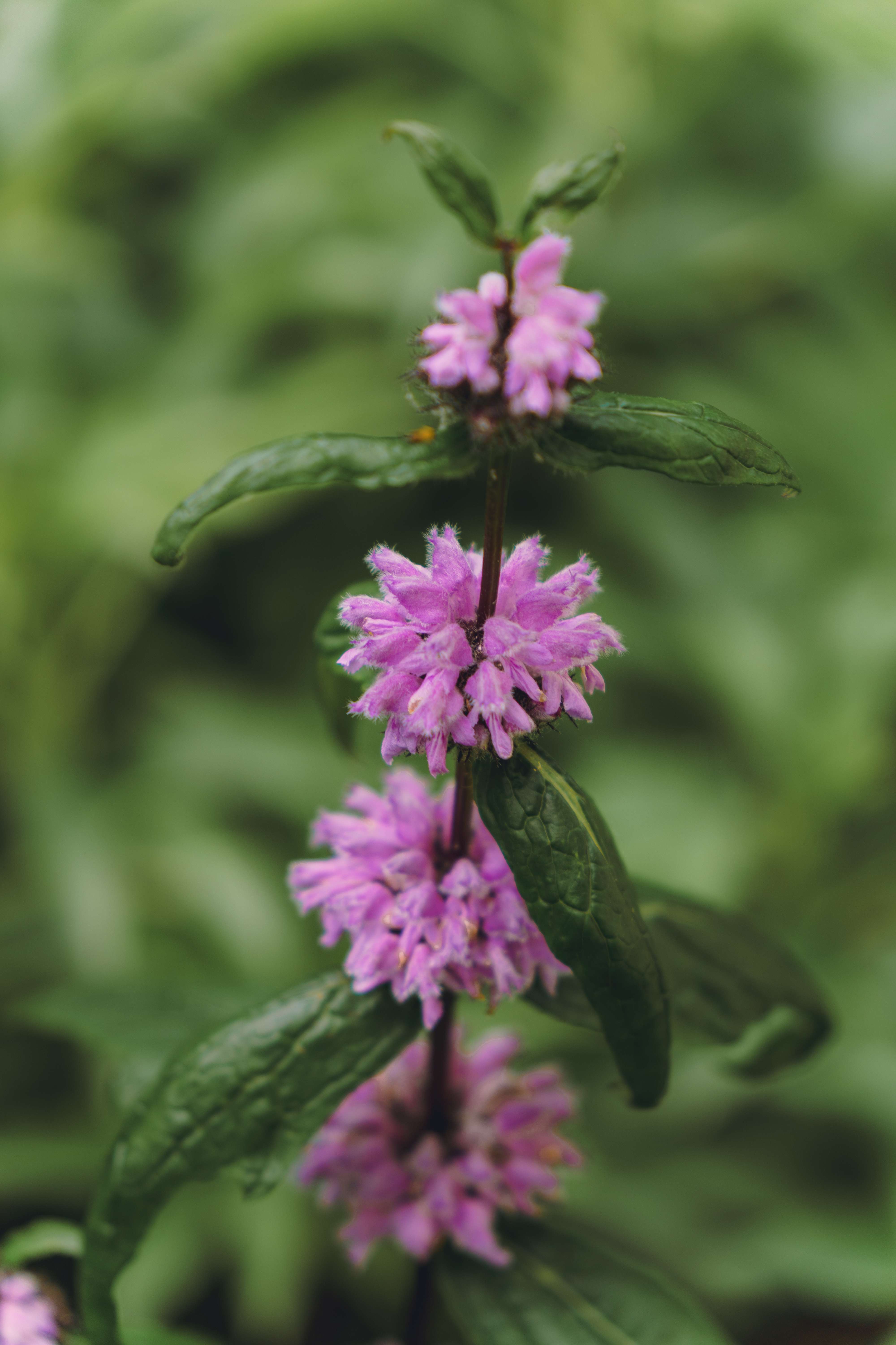 Tuberous Flower